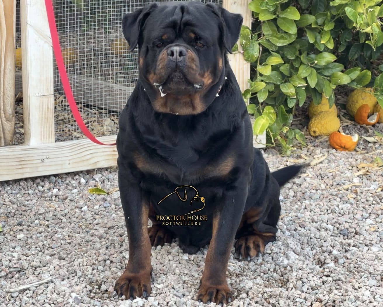 Hulk Vom Proctor House seated beside the kennel run